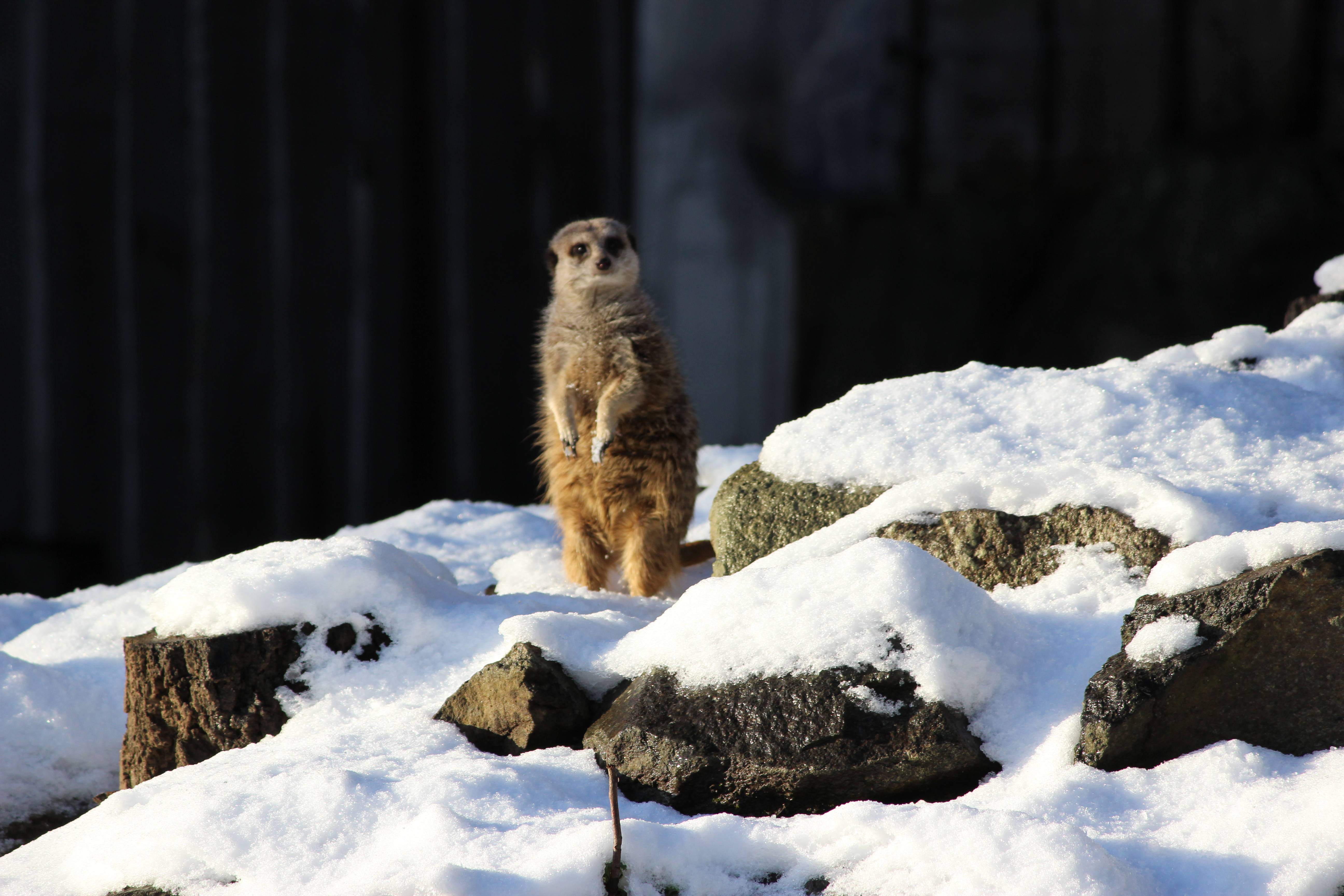 Meerkat in snow at Edinburgh Zoo. IMAGE: Hollie Watson